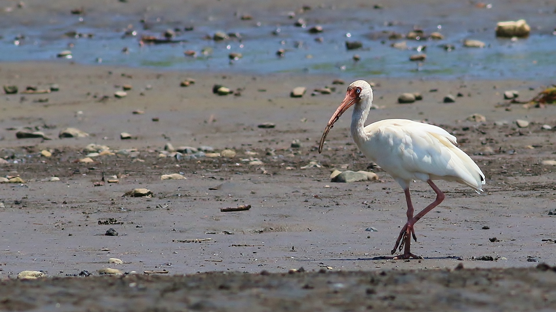 White Ibis